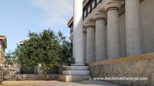 The sacred olive tree of Athens was, according to the tradition, a gift to the city by the goddess Athena. Today another olive tree is planted on the same spot next to the Erechtheion.